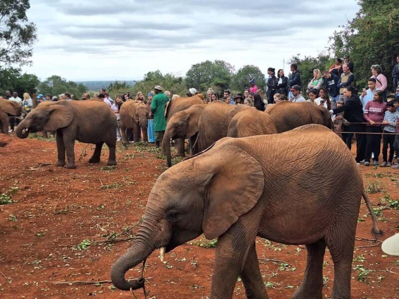 Giraffe Center, Karen Blixen & Elephant Orphanage Day Tour - The Historic Karen Blixen Museum