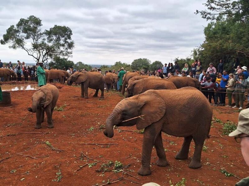 Giraffe Center, Karen Blixen & Elephant Orphanage Day Tour - What Travelers Are Saying