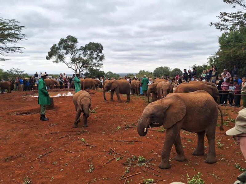 Giraffe Center, Karen Blixen & Elephant Orphanage Day Tour - FAQs