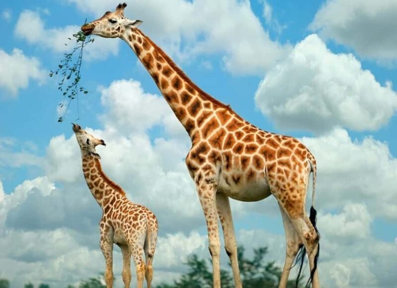 Giraffe Center ,Kobe & Karen Blixen Museum Tour from Nairobi - Key Points