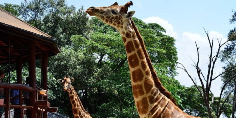 Giraffe Center ,Kobe & Karen Blixen Museum Tour from Nairobi - A Closer Look at the Tour Experience