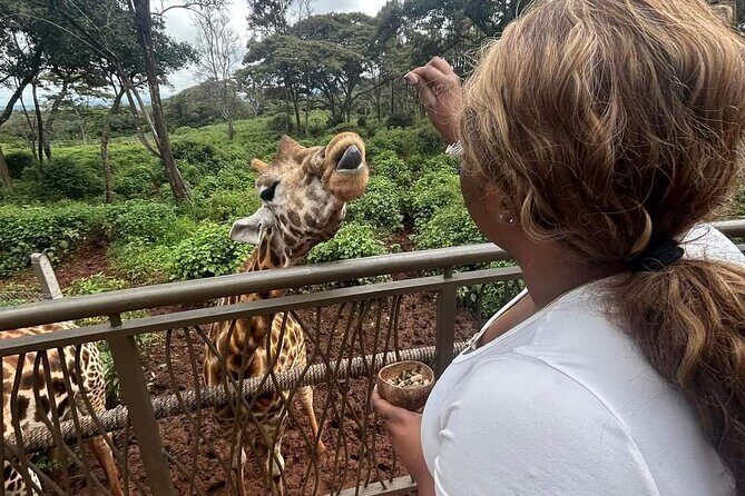 Giraffe Centre and Bomas of Kenya from Nairobi - Introduction: A Well-Rounded Day in Nairobi