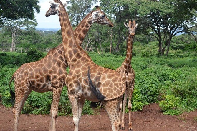 Giraffe Centre, Elephant Orphanage, and Bomas of Kenya Day Tour from Nairobi - A Closer Look at the Itinerary and Experiences