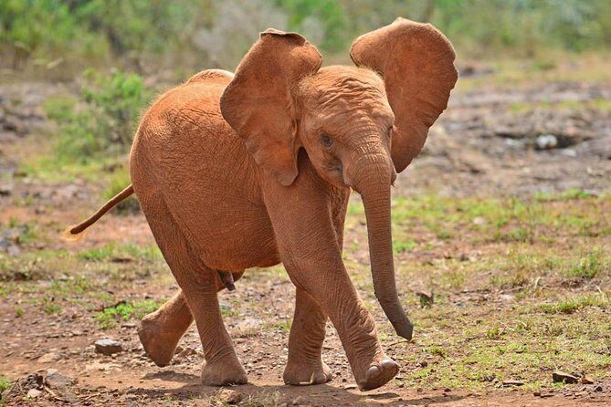 Giraffe Centre, Elephant Orphanage, and Bomas of Kenya Day Tour from Nairobi - FAQ
