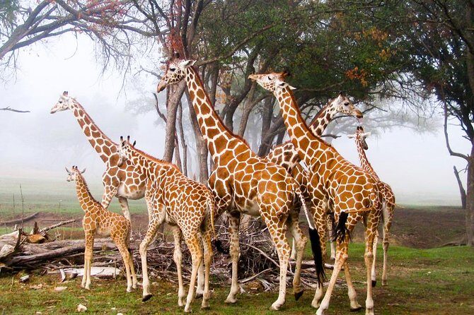 Giraffe Centre, Elephant Orphanage, National Museum & Beads Center - An In-Depth Look at the Tour Experience