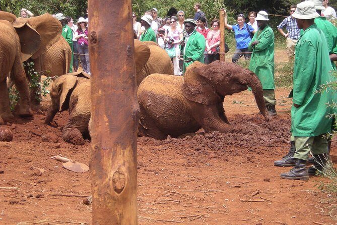 Giraffe Centre, Elephant Orphanage, National Museum & Beads Center - FAQ Section