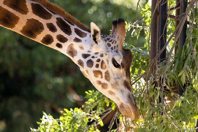 Giraffe Experience at Melbourne Zoo - excl. entry - Setting the Stage: What to Expect