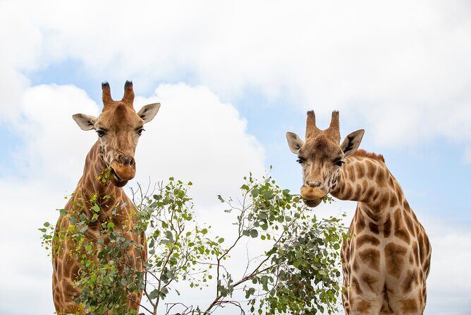 Giraffe Experience at Werribee Open Range Zoo - excl. entry - A Detailed Look at the Giraffe Experience at Werribee Open Range Zoo