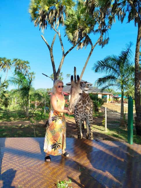 giraffe feeding - Key Points