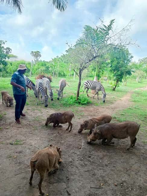 giraffe feeding - An In-Depth Look at the Experience