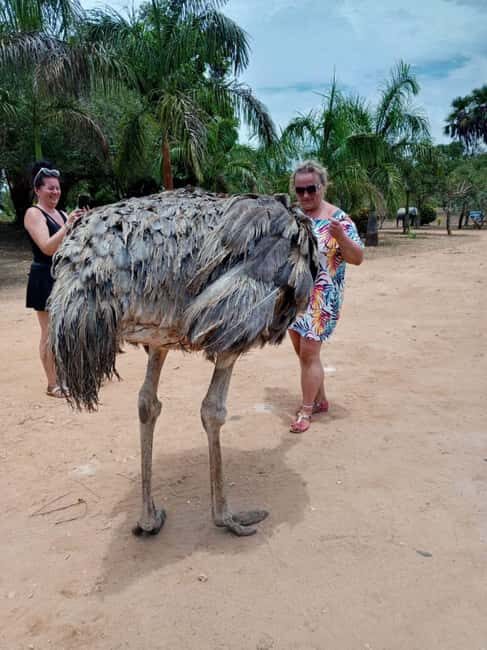giraffe feeding - Final Thoughts