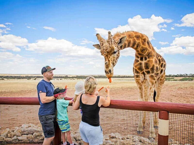 Giraffe Safari & a Day at Monarto Safari Park - Key Points