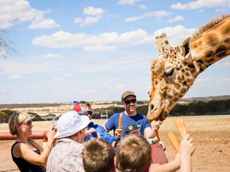Giraffe Safari & a Day at Monarto Safari Park - Final Thoughts