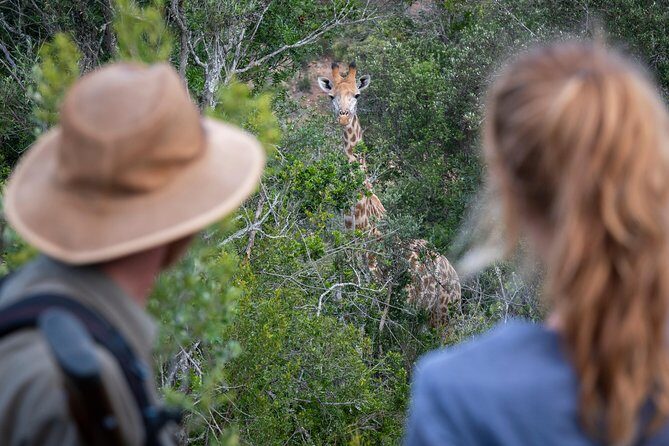 Giraffe Tracking 4x4 Safaris - The Practicalities