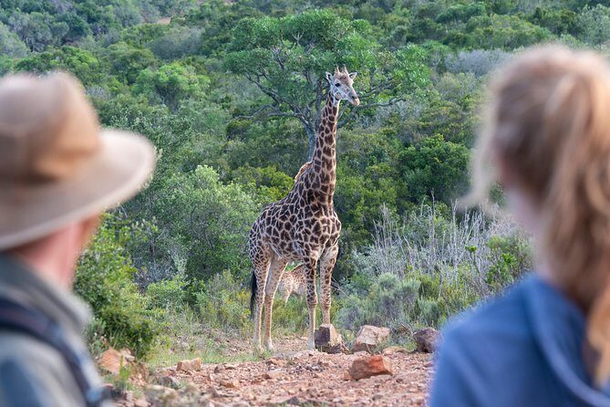 Giraffe Tracking 4x4 Safaris - What Travelers Say