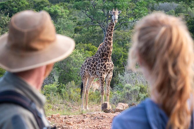 Giraffe Tracking 4x4 Safaris - The Sum Up
