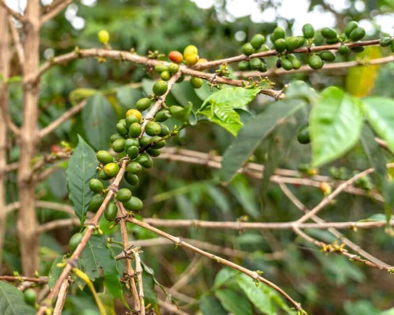 Gisenyi: Lake Kivu Half-Day Boat & Crop-to-Cup Coffee Tour - Authentic Community and Cultural Connections