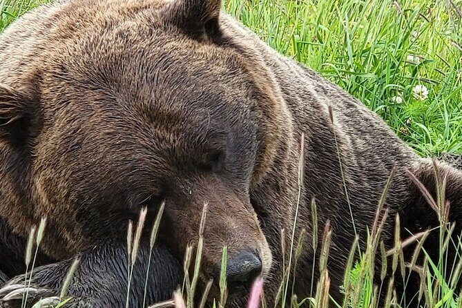 Glacier View & Wildlife Anchorage Adventure Tour - The Sum Up: Who Should Consider This Tour?
