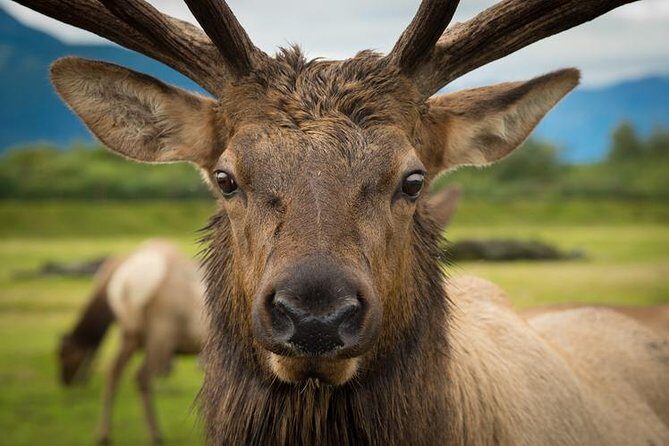 Glacier & Wildlife Discovery Tour - The Sum Up
