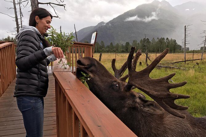Glaciers and Wildlife: Super Scenic Day Tour from Anchorage - Scenic Overlook in Chugach State Park
