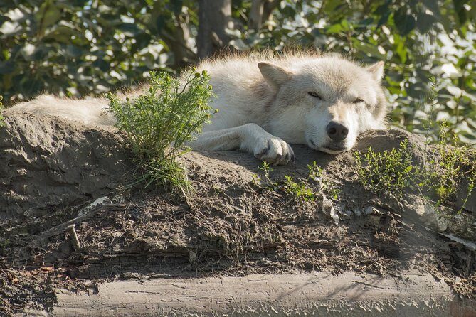 Glaciers and Wildlife: Super Scenic Day Tour from Anchorage - Wildlife Encounters at the Conservation Center