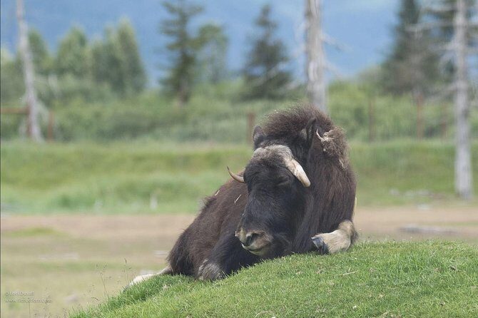 Glaciers and Wildlife: Super Scenic Day Tour from Anchorage - Wrapping Up the Day