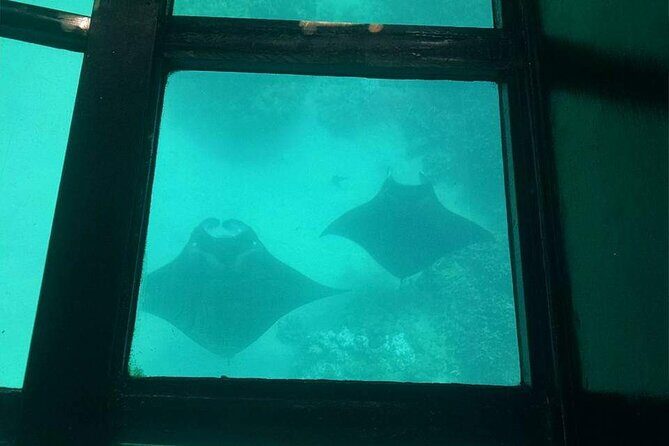 Glass-Bottom Boat Cruise from Waikoloa - Who Should Sign Up?