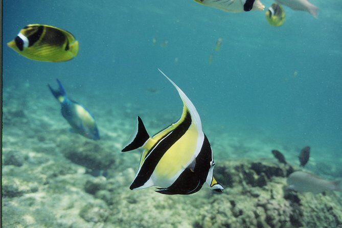 Glass-Bottom Boat Reef Tour - Summary: Who Should Consider This Tour?