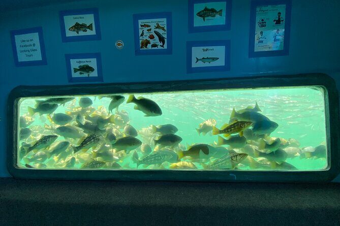 Glass Bottom Boat Ride in Redondo Beach - What Makes This Tour Stand Out?