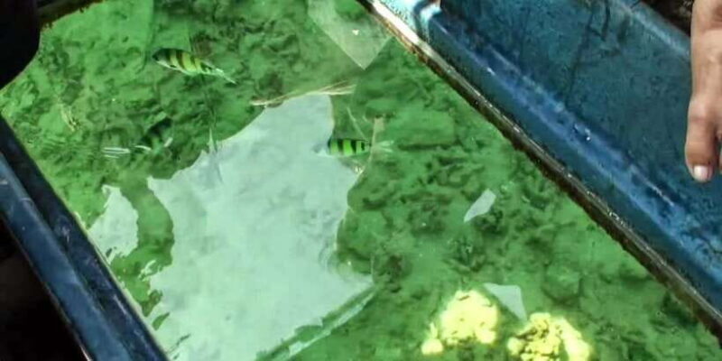 Glass Bottom Boat Ride in Trincomalee - A Detailed Look at the Glass Bottom Boat Experience