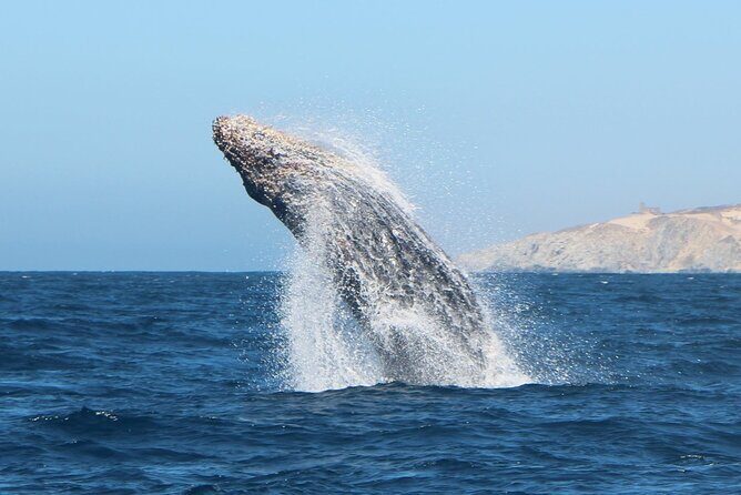 Glass Bottom Boat Sightseeing Tour in Cabo San Lucas - Who Would Enjoy This Tour?