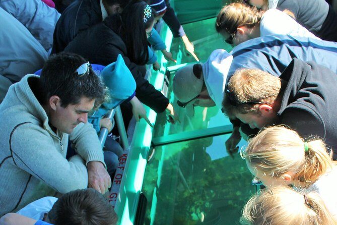 Glass Bottom Boat Tour - An Honest Look at the Glass Bottom Boat Tour in Auckland