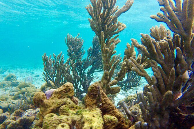 Glass Bottom Nylon Pool Tour in Buccoo Reef - Practical Details and Whats Worth Knowing