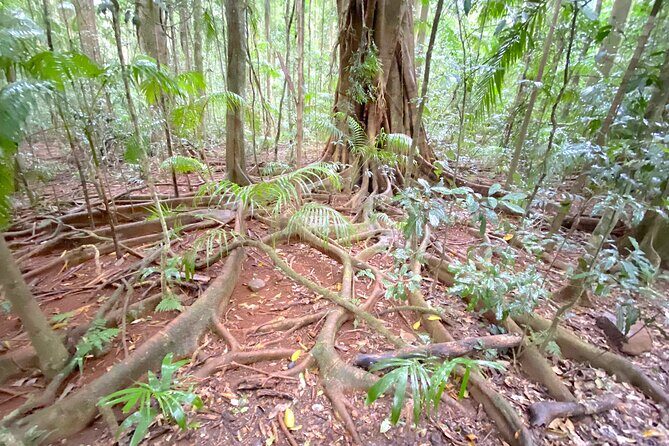 Glass House Mountains Tour with Lunch, Lookouts, and Nature Walks - Practical Details and Value