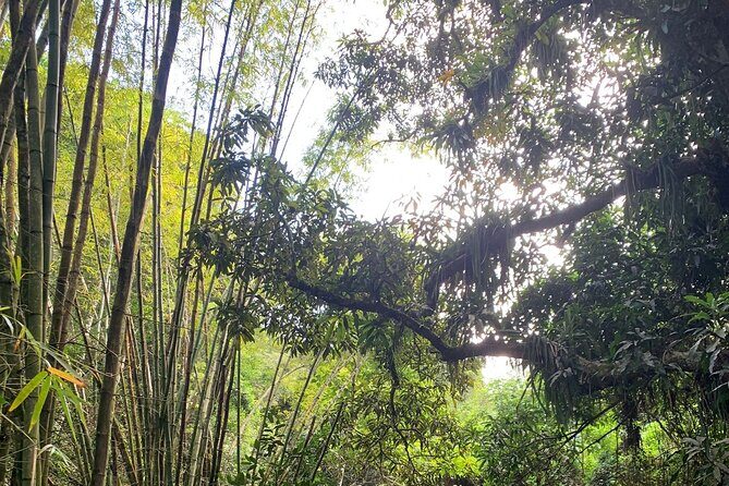 Glide into adventure: Hiking and natural slides - An in-depth look at what makes this rainforest hike special