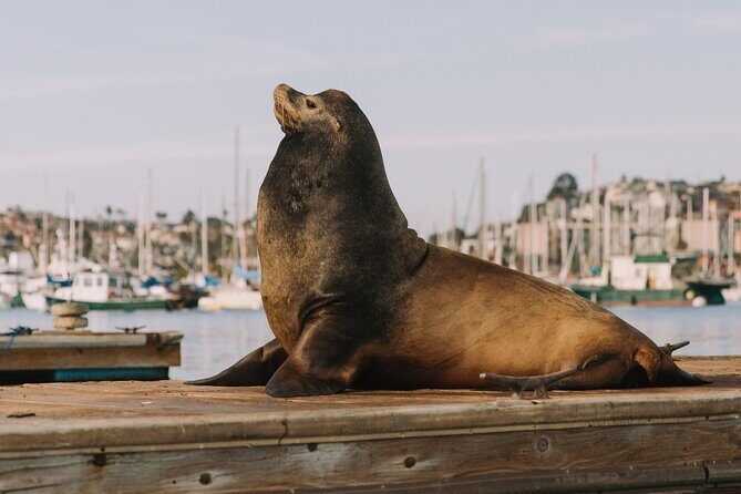 Glow Nightime Pedal Boat Rental in San Diego Bay - Practical Tips for Your Ride
