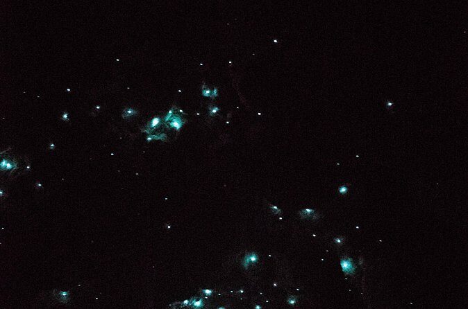 Glow Worm Caves Express Tour in Bay of Islands - The Itinerary: What to Expect on the Glow Worm Caves Express Tour