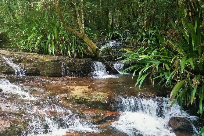 Glow Worms + Day/Night Rainforest & Waterfalls Experience - The Sum Up
