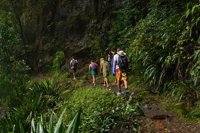 Glow Worms - Nocturnal Rainforest/Waterfall Adventure - Key Points