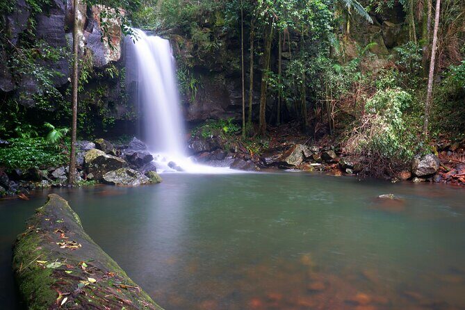 Glow Worms - Nocturnal Rainforest/Waterfall Adventure - Exploring the Nocturnal Rainforest: What to Expect