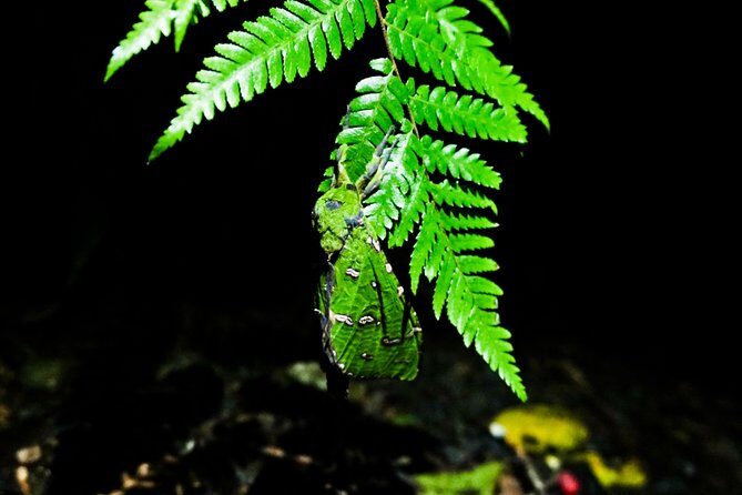 Glow Worms - Nocturnal Rainforest/Waterfall Adventure - Who Will Love This Experience?