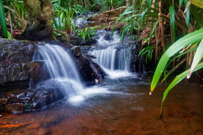 Glow Worms - Nocturnal Rainforest/Waterfall Adventure - Final Thoughts