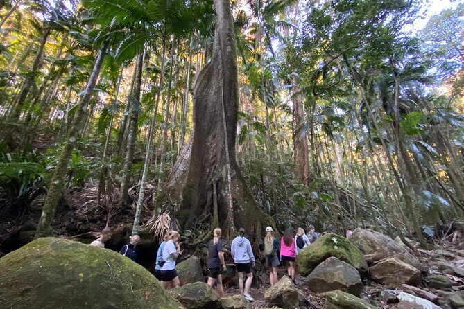 Glow-worms, Waterfalls & Rainforest Experience - What’s Included and the Value for Money