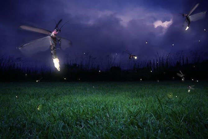 Glowing Kuala Selangor Firefly Tour - A Detailed Look at the Itinerary