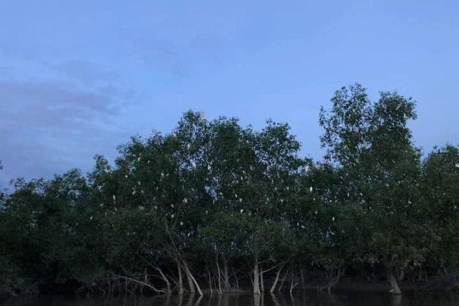 Glowing Kuala Selangor Firefly Tour - Who Should Consider This Tour?