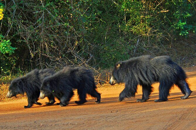 GO WILD! Double Safari Day Trip (Yala & Udawalawe) - Private & All Inclusive - Exploring the Tour Itinerary in Detail