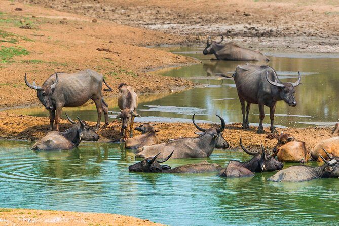GO WILD! Double Safari Day Trip (Yala & Udawalawe) - Private & All Inclusive - What Reviews Say About the Experience