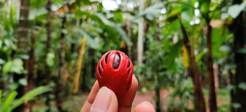 Goa: Spice Plantation Tour and Traditional Local Lunch - Who Will This Tour Suit?