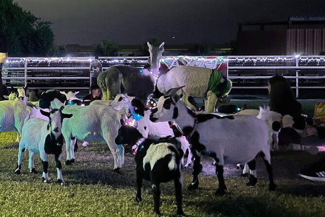 Goat and Alpaca Sound Bath - Gilbert Arizona - Practical Tips for Participants