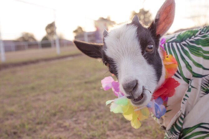 Goat and Alpaca Sound Bath - Gilbert Arizona - The Sum Up: Who Will Love This Experience?